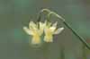 Narciso (Narcisuss triandrus)