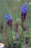 Nazareno de Cazorla (Muscari cazorlesis)