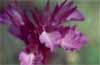 Orqu�dea (Orchis papilonacea)
