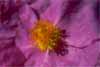 Jara blanca (Cistus albidus)