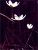 Hep�tica (Hepatica novilis)