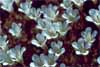 Saxifraga rigoii