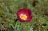 Rosa de monte (Paeonia officinalis)