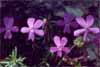Violeta de Cazorla (Viola cazorlensis)
