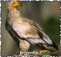 Alimoche