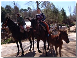 Potro y caballos