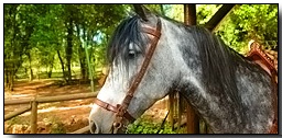 Caballo blanco