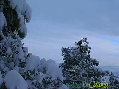 Buitre Leonado posado en un arbol nevado