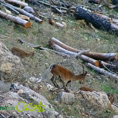 Cabras en la Sierra de Cazorla