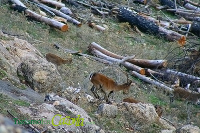 Cabras en la Sierra de Cazorla