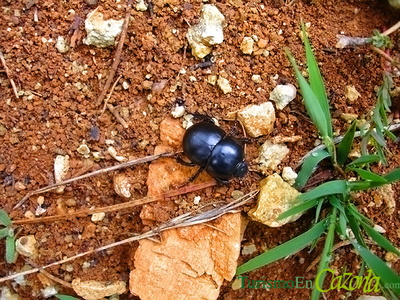 Escarabajo Pelotero - Sierra Cazorla