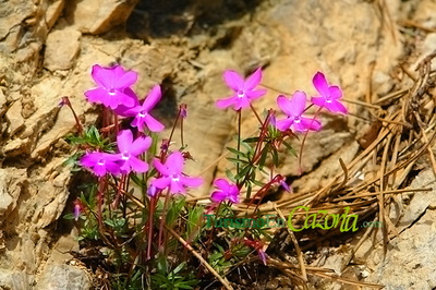 Viola Cazorlensis o Viola de Cazorla