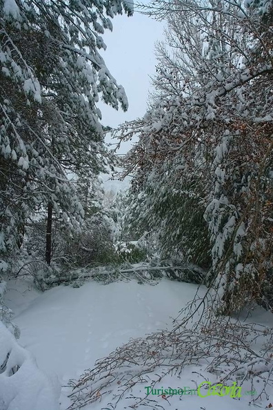 nieve-sierra-cazorla-2008-11.jpg