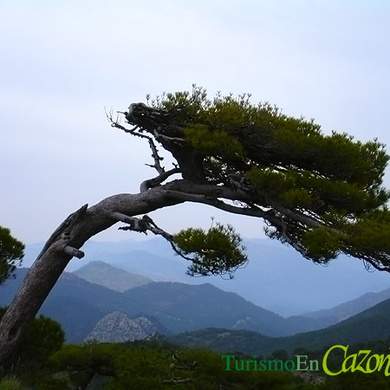 Pino Bandera de la variedad Pinus Nigra