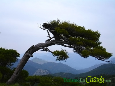 Pino Bandera de la variedad Pinus Nigra
