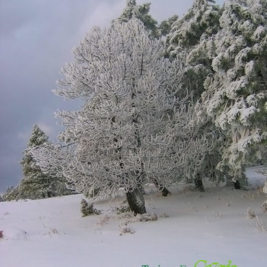 Arbol nevado en la Sierra de Cazorla