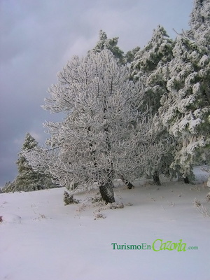 Arbol nevado en la Sierra de Cazorla