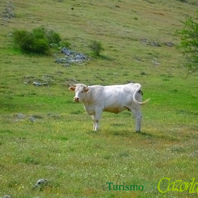 Vaca en las Praderas de la Sierra de Cazorla