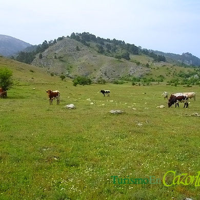 Vacas Pastando en las Praderas de la Sierra de Cazorla