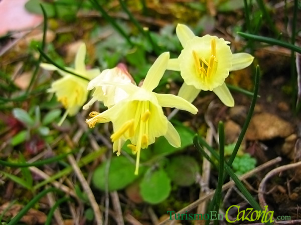 flora-cazorla-amarillas.jpg