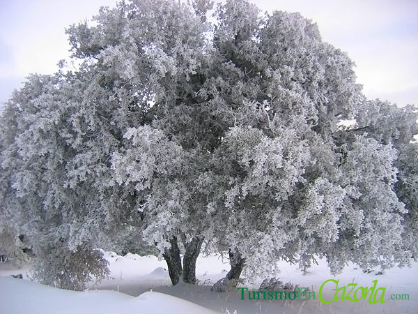 sierra-cazorla-nieve-diciembre-2008-8.jpg