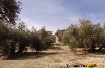 Foto de la finca