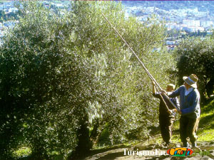 Vareando olivos