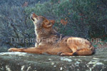 Exposición de Fotografía  AMIGO LOBO
