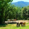 Alquiler de Viviendas Finca El Carrascal