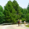 Camping y Casas de Madera Puente las Herrerías