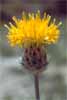 Centaurea granatensis