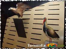 Aves del Centro