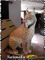 Lince Ibérico