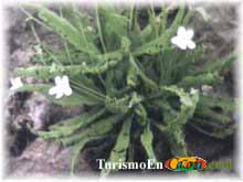 Atrapamoscas