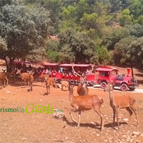 1.-Ruta en coche de Cazorla al Parque Cinegético "Collado del Almendral"