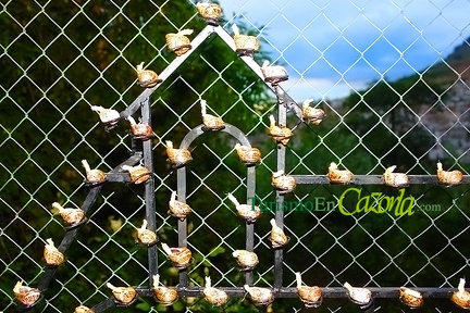 san-isicio-caracolada-2010-20