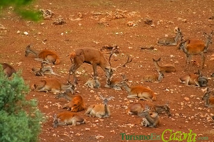 ciervos-parque-cinegetico