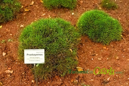 jardinbotanico-33