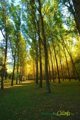 chopera-linarejos-08