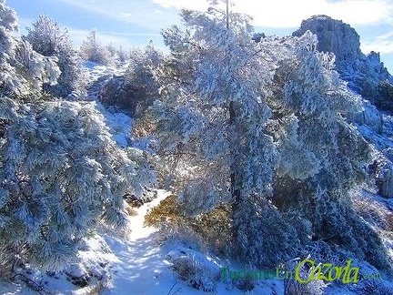 nieve-en-los-arboles