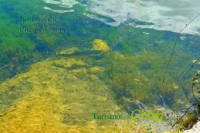 Trucha en la Laguna