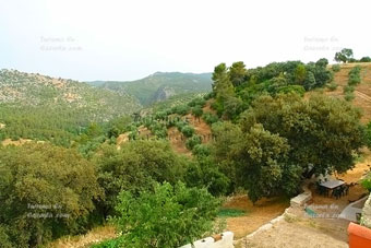 Vendo finca en la Sierra de Cazorla 