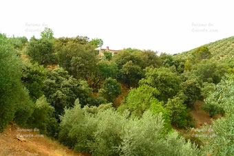 Foto finca.