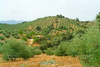 Foto finca.
