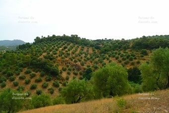 Foto finca.