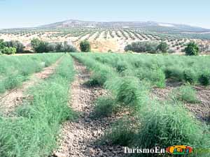 Campos de Santo Tomé