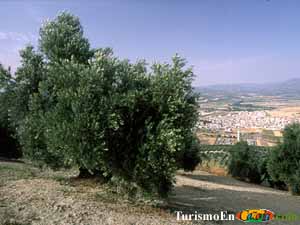 Campos de Olivos
